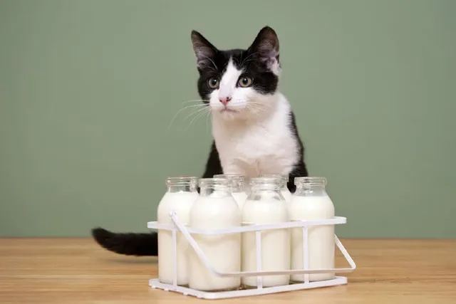 Are Cats Lactose Intolerant? Vet-Reviewed Facts & FAQ