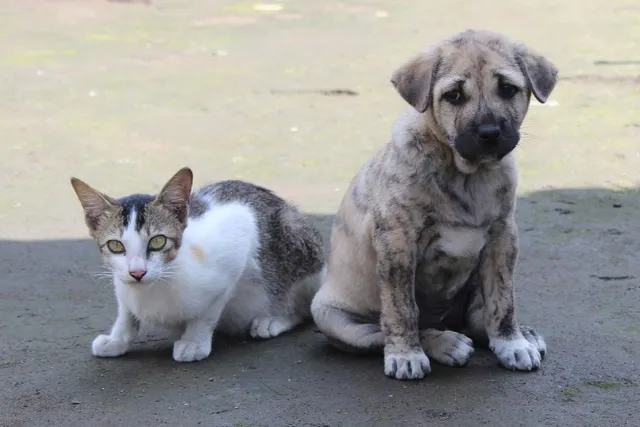 How to Introduce a Puppy to Cats (10 Vet-Verified Tips)