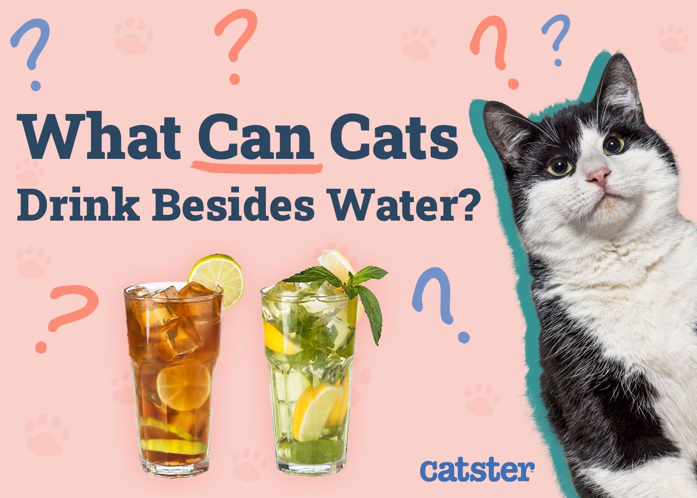 What Can Cats Drink Besides Water