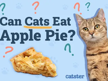 Can Cats Eat Apple Pie? Vet Reviewed Advice