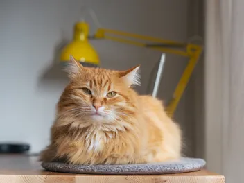 11 Orange Cat Breeds (With Info & Pictures)