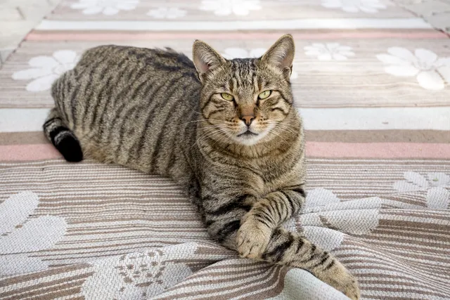 Tiger Cat: Info, Pictures, Facts & Origins