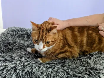 Scruffing a Cat: Vet-Reviewed Risks & Safety Advice