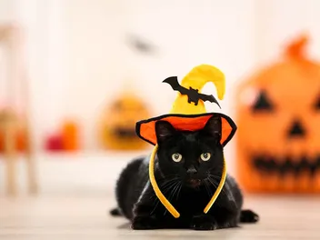 10 Best Halloween Cat Toys of 2026 – Reviews & Top Picks