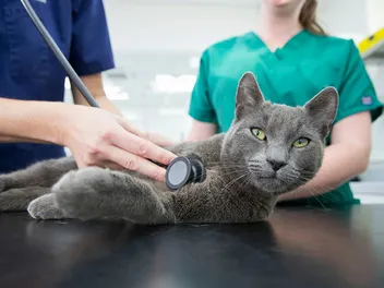 What Is a Normal Heart Rate for a Cat? Vet-Approved Facts & Health Tips