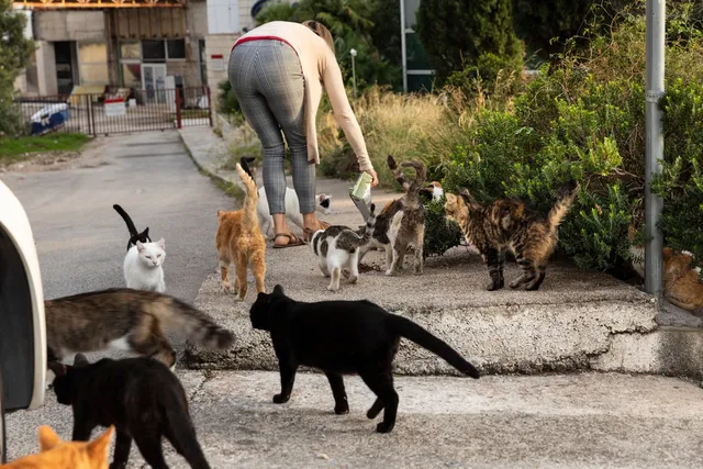 14 Cat Overpopulation Statistics (2026 Update)