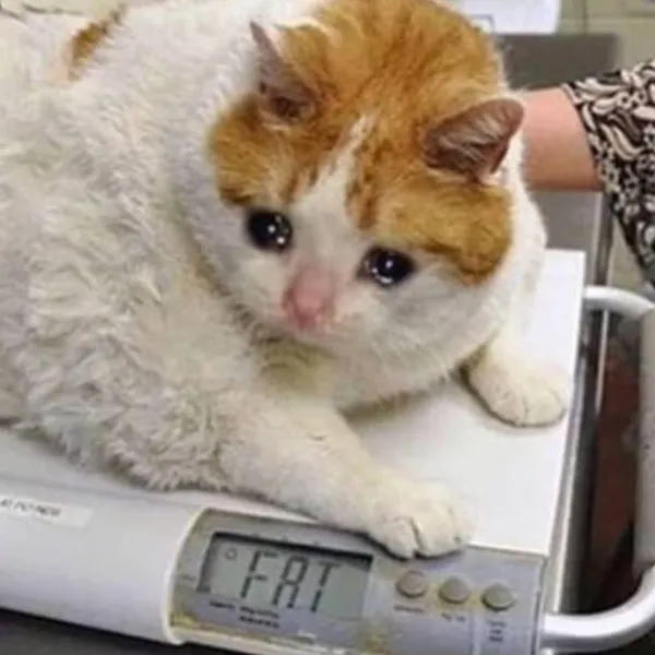 Fat Cat
