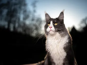 Tuxedo Maine Coon: Info, Pictures, Facts & History