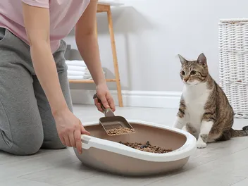 6 Alternative Types of Natural Cat Litter: Vet Approved Options