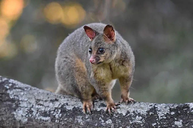 How To Keep Possums Away from Cat Food: 11 Great Ways