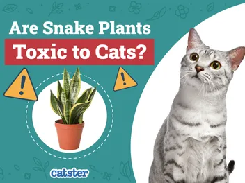 Are Snake Plants Toxic to Cats? Vet Approved Facts & FAQ