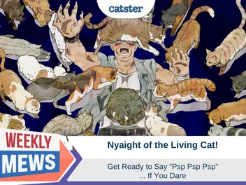 Nyaight of the Living Cat - Get Ready to Say “Psp Psp Psp”...If You Dare!