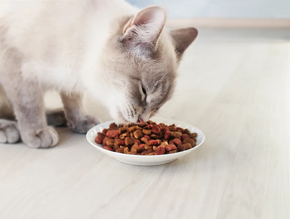 Siamese cat eating from a bowl