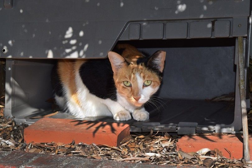 feral calico cat