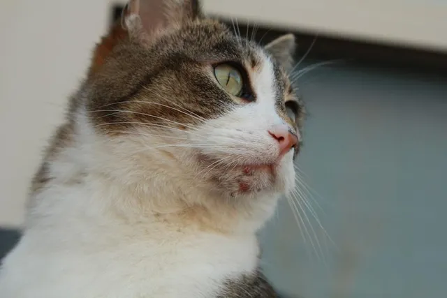 Cat Chin Mites vs. Chin Acne: How To Tell The Difference (Vet Answer)