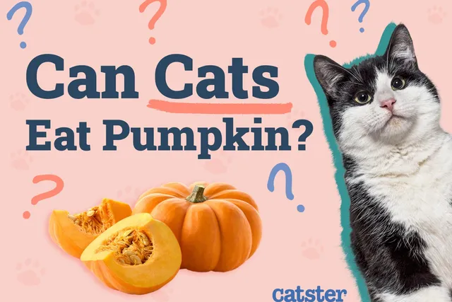 Can Cats Eat Pumpkin? Vet-Reviewed Facts & FAQ