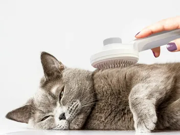 9 Best Brushes for Short-Haired Cats of 2026 - Reviews & Top Picks