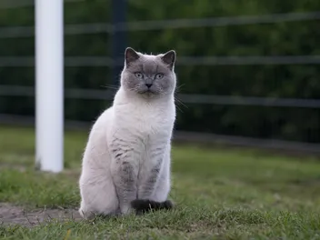 11 Vet-Verified Types of Balinese Cats: Colors, Breeds & Patterns (With Info & Pictures)