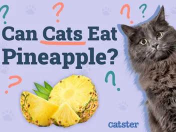 Can Cats Eat Pineapple? Vet-Approved Nutritional Facts