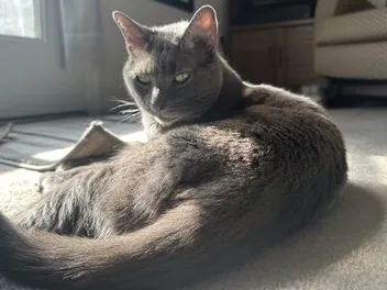 How Seasonal Changes Affect Your Cat’s Behavior: Olga’s Routine Modifications