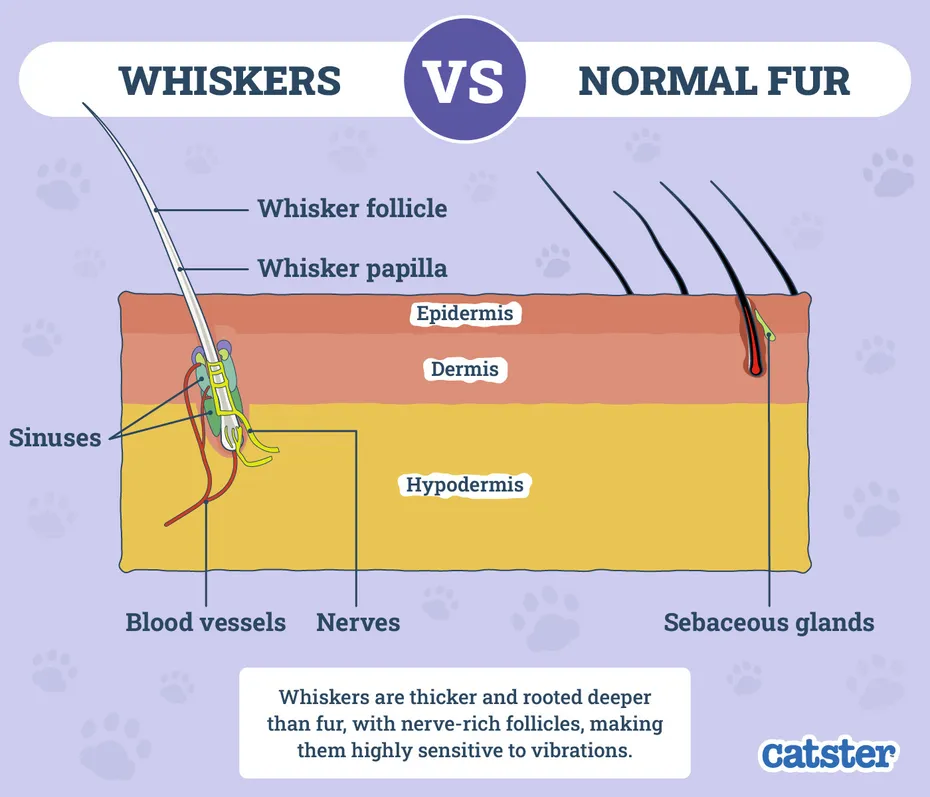 Cat Whiskers VS Normal Fur