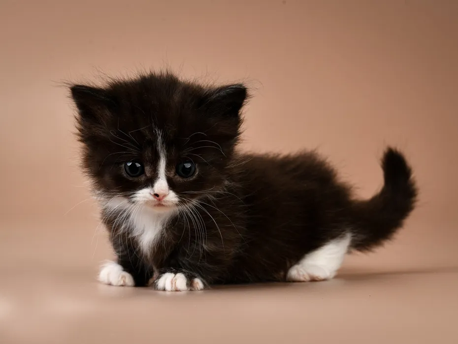 Cute, adorable munchkin tuxedo kitten