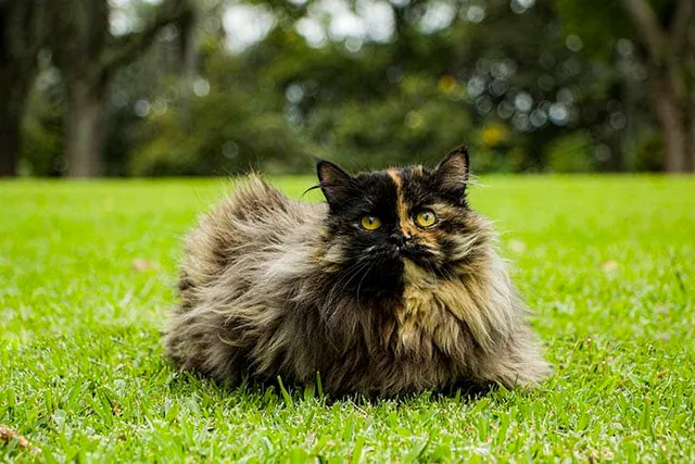 Tortoiseshell Persian Cat: Info, Pictures, Origins & History