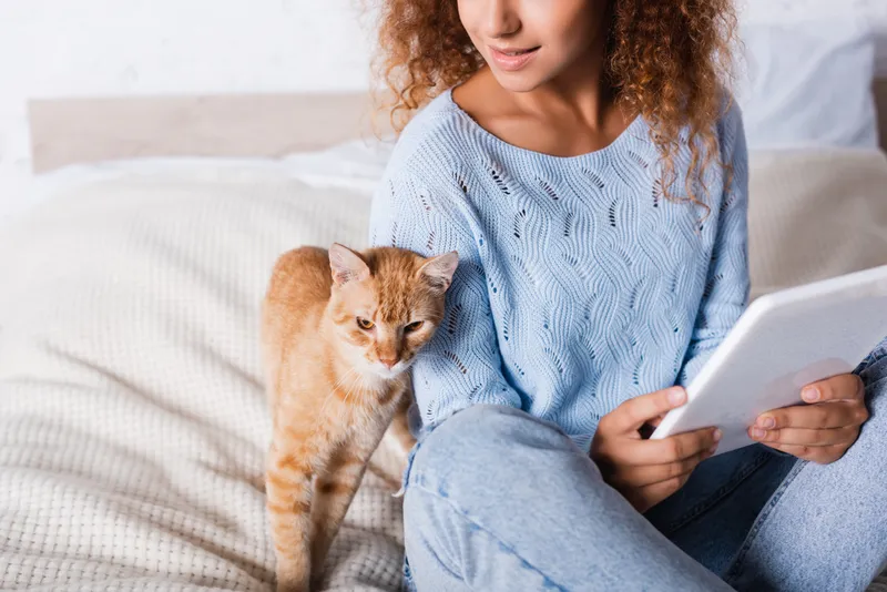 cat seeking attention from owner holding a tablet