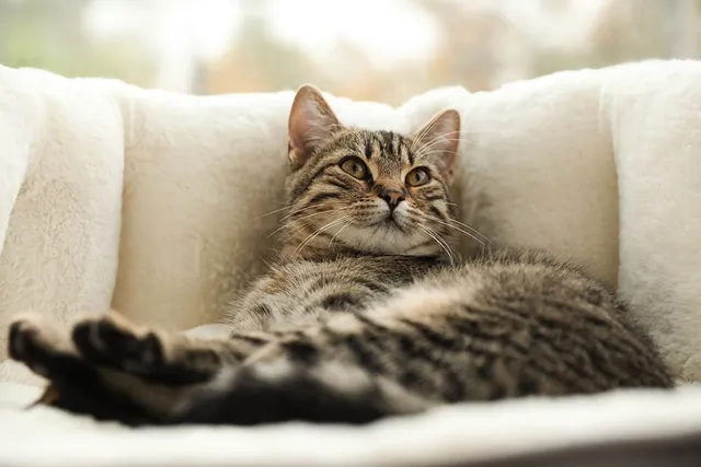 Does My Cat Need a Cat Bed? Vet-Reviewed Facts & FAQ