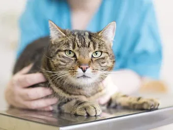 How to Increase Red Blood Cells in Cats: Anemia Treatment & Prevention (Vet Answer)