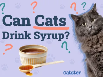 Can Cats Drink Syrup? Vet-Reviewed Health Precautions & Risks