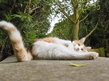 Why Do Cats Wag Their Tails? 7 Vet-Verified Reasons for the Behavior