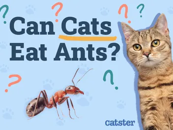 Can Cats Eat Ants? Vet Approved Health Advice & Risks