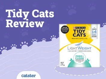 Tidy Cats Litter Review in 2026: Recalls, Pros & Cons