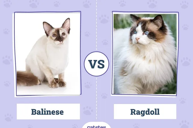 Balinese Cat vs. Ragdoll Cat: Key Differences (With Pictures)