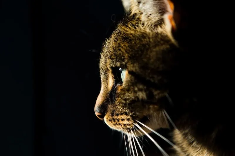 dramatic side view of cat face in the dark