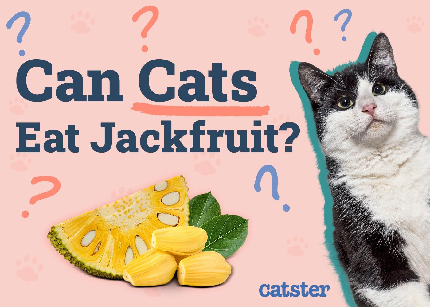Can Cats Eat Jackfruit