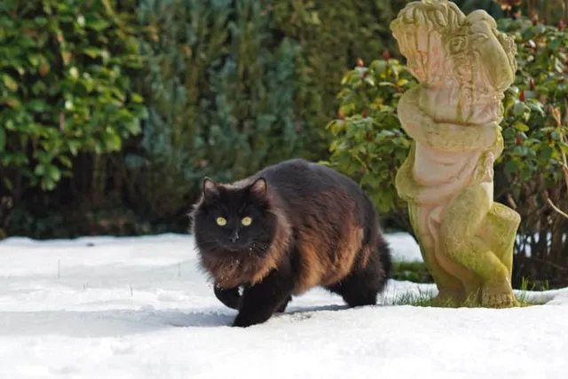 Do Cats Get Winter Coats? Vet-Verified Fur Facts & Care Tips