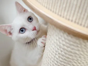 Will Cats Use a Used Cat Tree? Vet-Reviewed Secondhand Equipment for Cats
