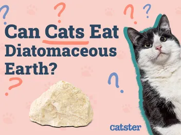Can Cats Eat Diatomaceous Earth? Vet-Verified Safety Tips & Warnings