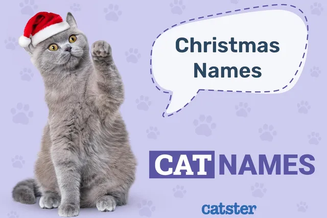 200 Festive & Fun Christmas Names for Cats
