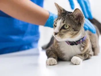 How to Treat a Burned Cat Paw Pad: 6 Vet-Approved Tips
