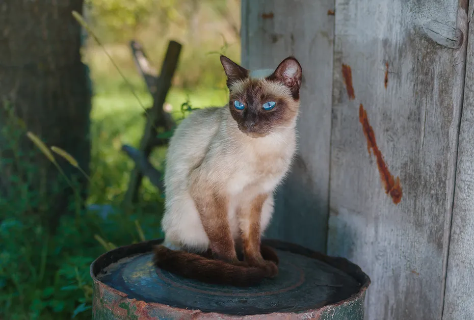 Siamese cat in the barn