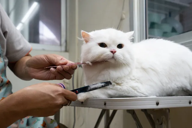 7 Cat Haircut Styles for Inspiration (With Pictures)
