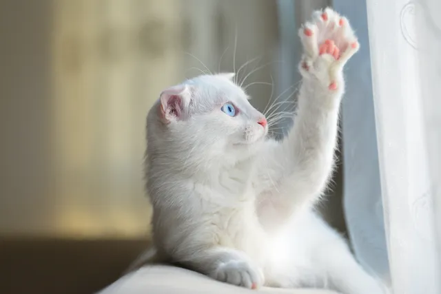 My Cat Is Holding Their Paw Up When Sitting: Vet Reviewed Facts & FAQ