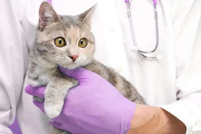 National Cat DNA Day 2026: What Is It & How To Celebrate