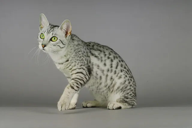 Egyptian Mau Price: Average Cost Guide 2026