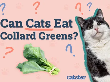 Can Cats Eat Collard Greens? Vet-Approved Nutrition Advice