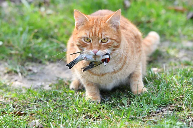 What Is the Impact of Cats on Local Wildlife? Statistics & Protection Tips