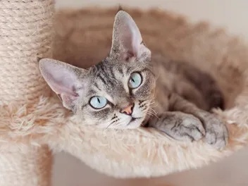 10 Facts About Cats' Eyes: Vet Verified
